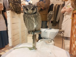 O-do owls have Friday nights too_R