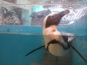 P-penguin_R