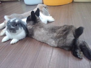 R-rabbits love to get together_R