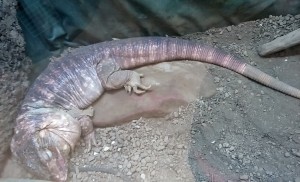 S reptiles 1