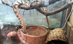 S snakes