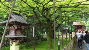 Kitaguchi-Hongu-Fuji-Sengenjinja_tree that changes to rainbow colors during different seasons_R