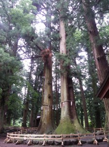 cedar couple at Kawaguchi Asama Shrine (1)_R